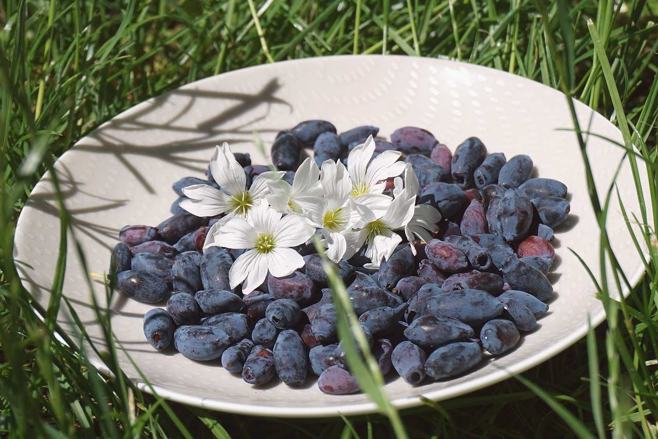 Discover the Benefits of Haskap Berries AKA Blue Honeysuckles